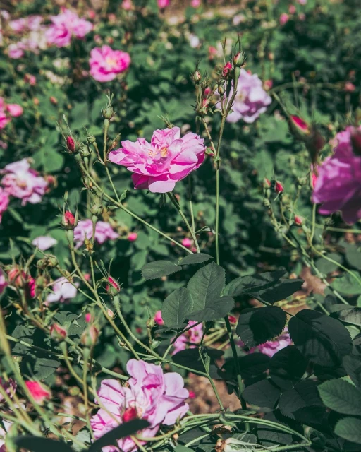 Close-up of a vibrant pink rose surrounded by green foliage and other blossoms in a garden, captured on a sunny day.
