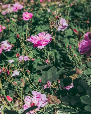 Close-up of a vibrant pink rose surrounded by green foliage and other blossoms in a garden, captured on a sunny day.