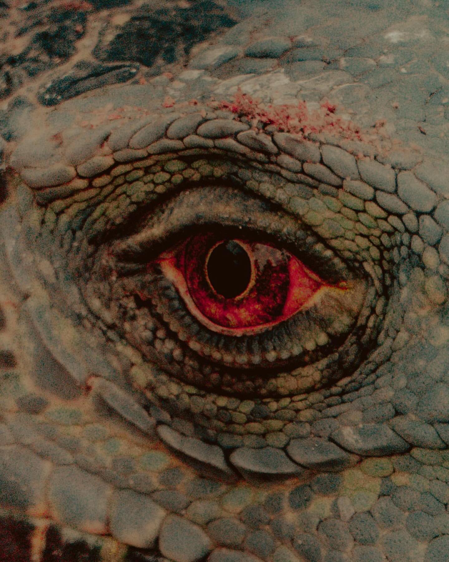 Extreme close-up of reptile eye, showing intricate scale patterns and intense color, capturing the essence of the animal's gaze.