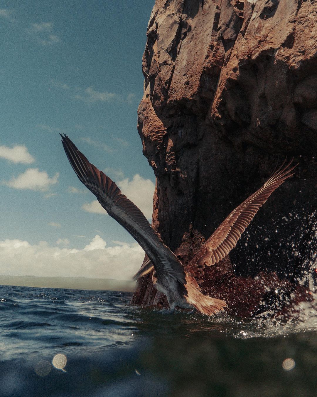 Bird takes flight over the ocean near a rocky cliff, wings spread, creating a splash of water in a nature and wildlife image.