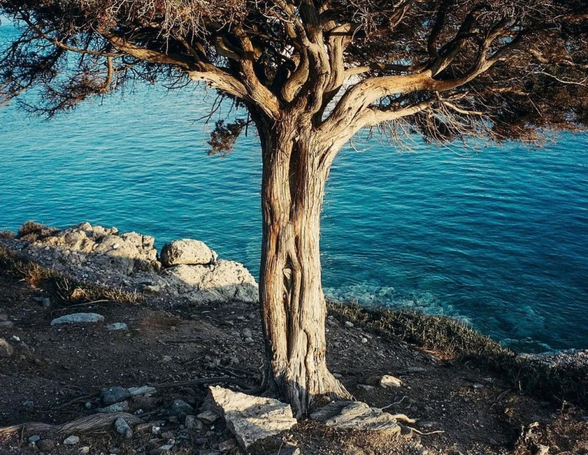 Solitary tree on a rocky cliff overlooking the turquoise sea, with a rugged trunk and sparse branches silhouetted against the horizon.