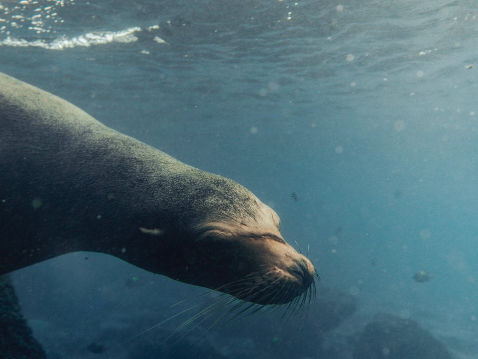 Underwater close-up of a sea lion's head, showcasing its dark fur, whiskers, and streamlined features in a blue aquatic environment.