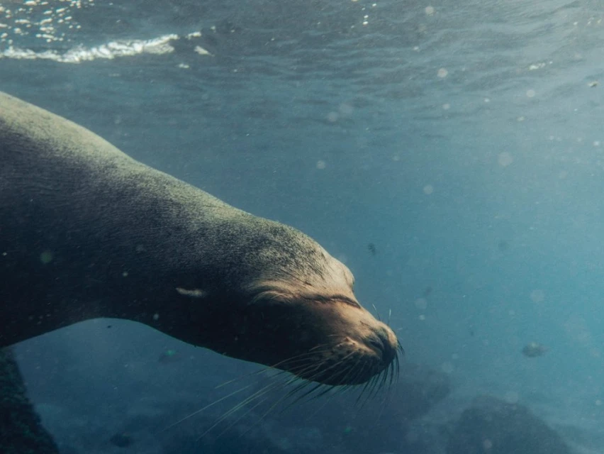 Underwater close-up of a sea lion's head, showcasing its dark fur, whiskers, and streamlined features in a blue aquatic environment.