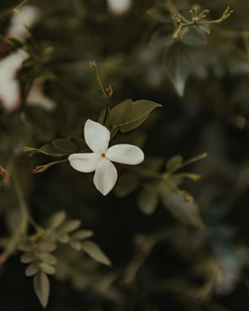 Close-up macro shot of a white four-petal flower surrounded by dark green foliage in Paris by Sebastien Zanella.