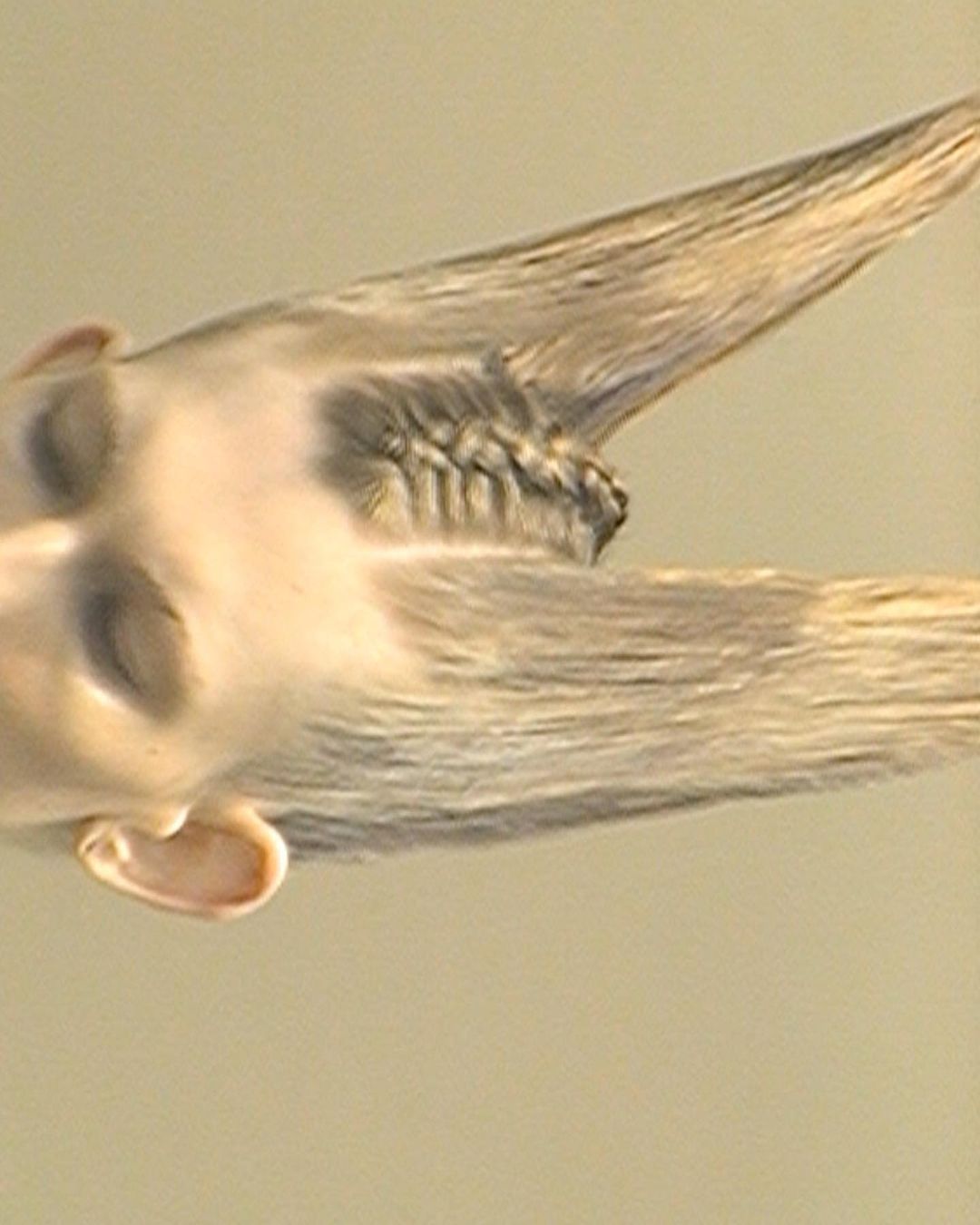 Close-up portrait of a model with sculpted blonde hair pulled into horn-like shapes by photographer Sharna Osborne.