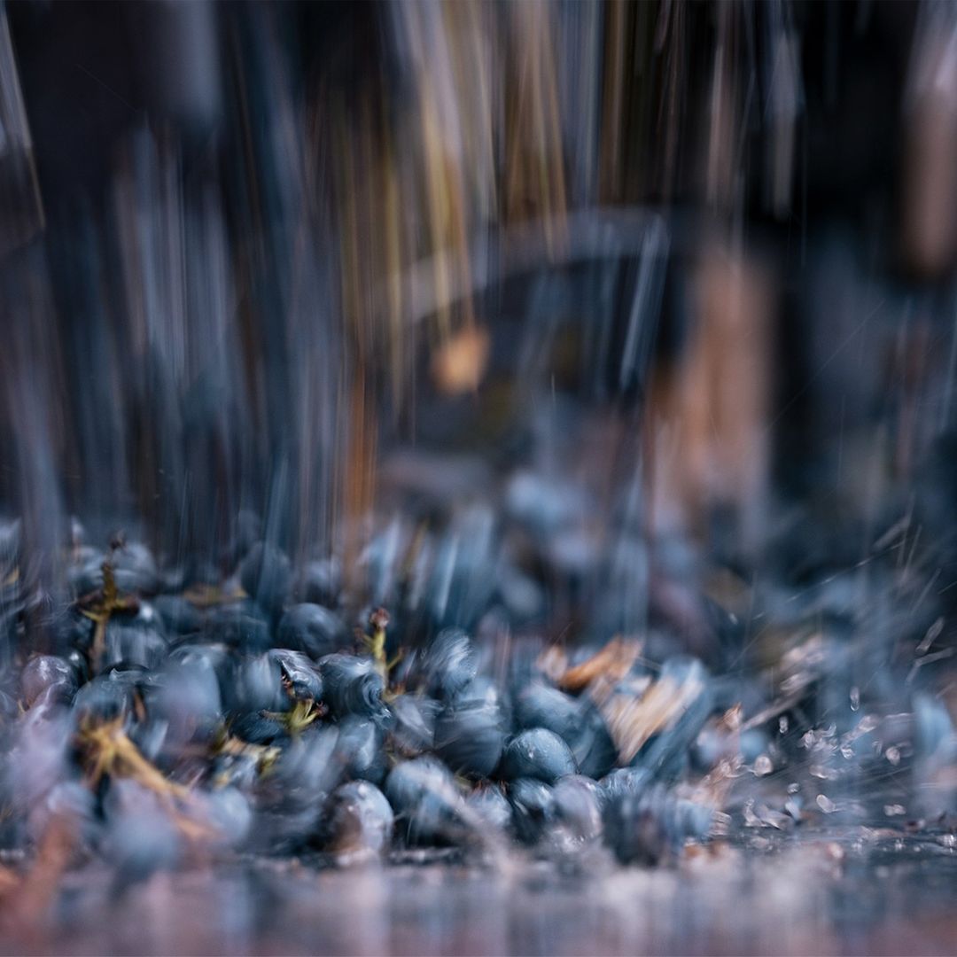 Close-up of freshly crushed dark grapes in an indistinct indoor setting, possibly for winemaking, with motion blur effect.
