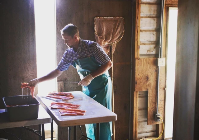 Adult male wearing an apron and gloves handling salmon fillets on a table indoors in a bright, rustic setting with wooden walls.