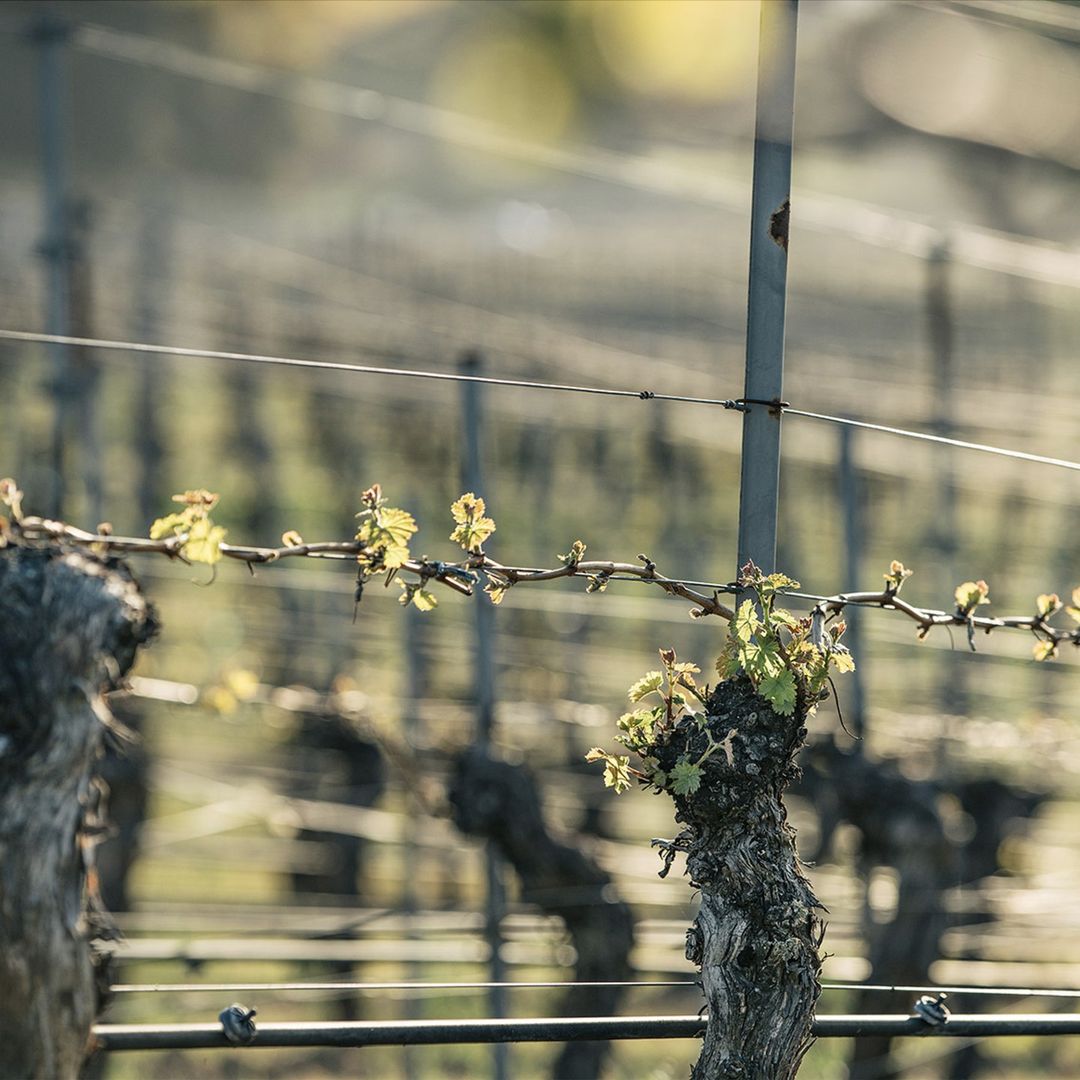 Close-up of a grapevine with budding green leaves, supported by wires and metal posts in a blurry vineyard setting.