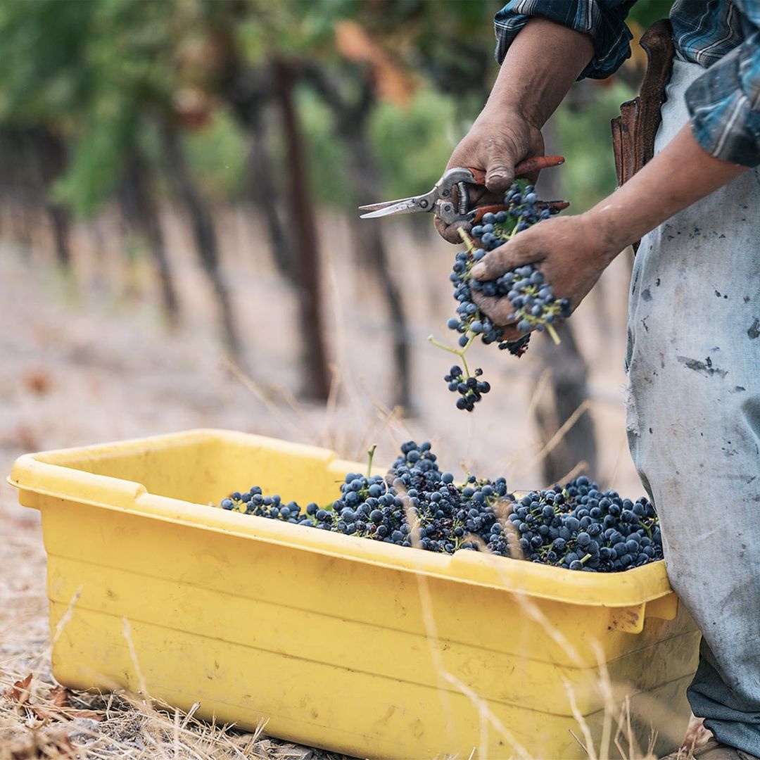 Close-up shot of a worker harvesting ripe, purple grapes into a yellow bin in a vineyard, showcasing the process of grape harvesting.