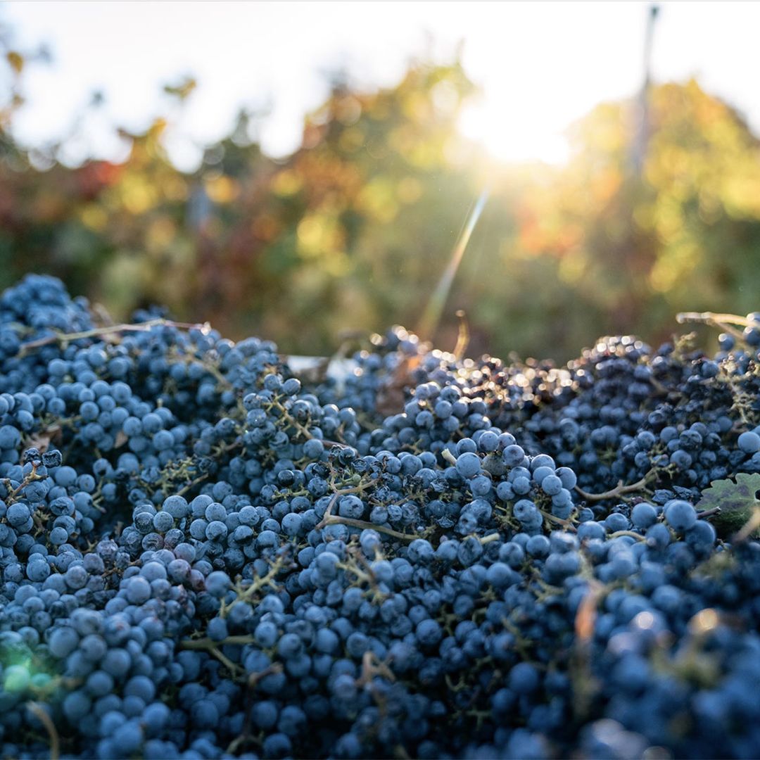 Close-up of harvested dark blue grapes piled high, filling the frame, with vineyard vines and bright sunlight in the soft background.