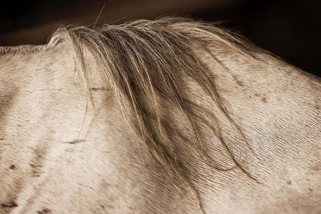 Close-up of a horse's back with short, tan hair and mane, set against a dark, blurred background, creating a textured and organic composition.