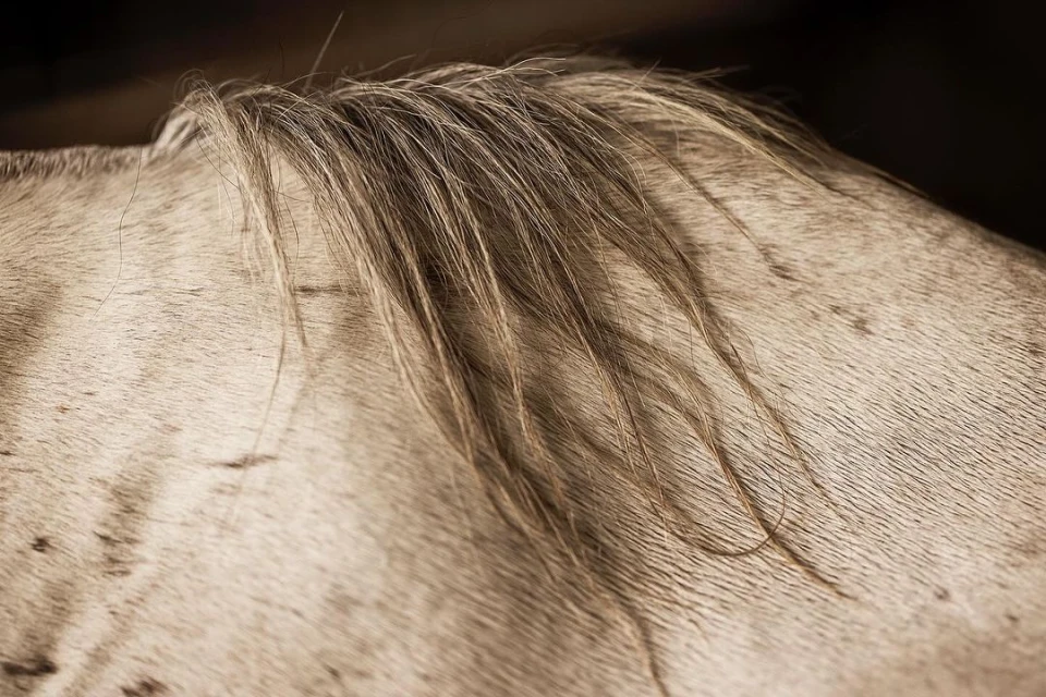 Close-up of a horse's back with short, tan hair and mane, set against a dark, blurred background, creating a textured and organic composition.