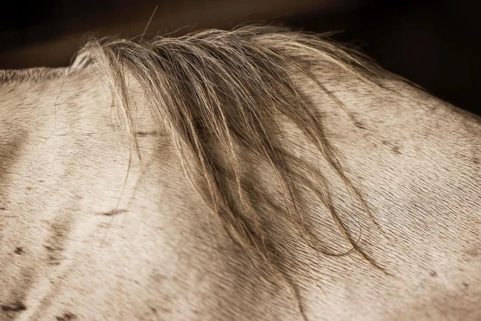 Close-up of a horse's back with short, tan hair and mane, set against a dark, blurred background, creating a textured and organic composition.