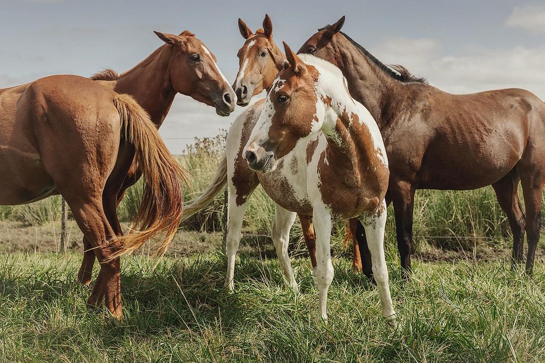 A group of four horses stands in a grassy field. The horses are brown and white, with one being predominantly white with brown patches.