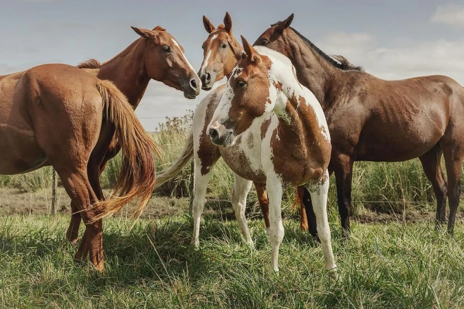 A group of four horses stands in a grassy field. The horses are brown and white, with one being predominantly white with brown patches.