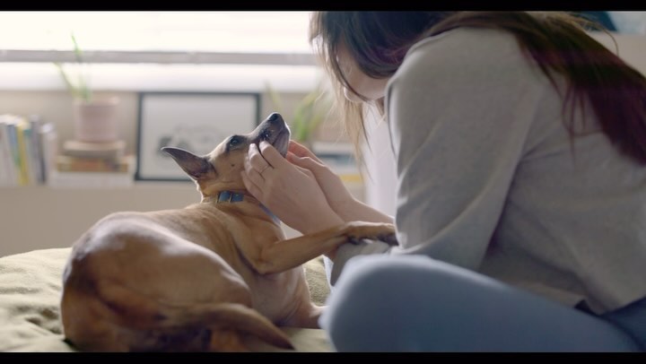 Indoor shot of an adult woman interacting with her dog on a bed; sunlight streams in from a window, highlighting a comforting, domestic scene.