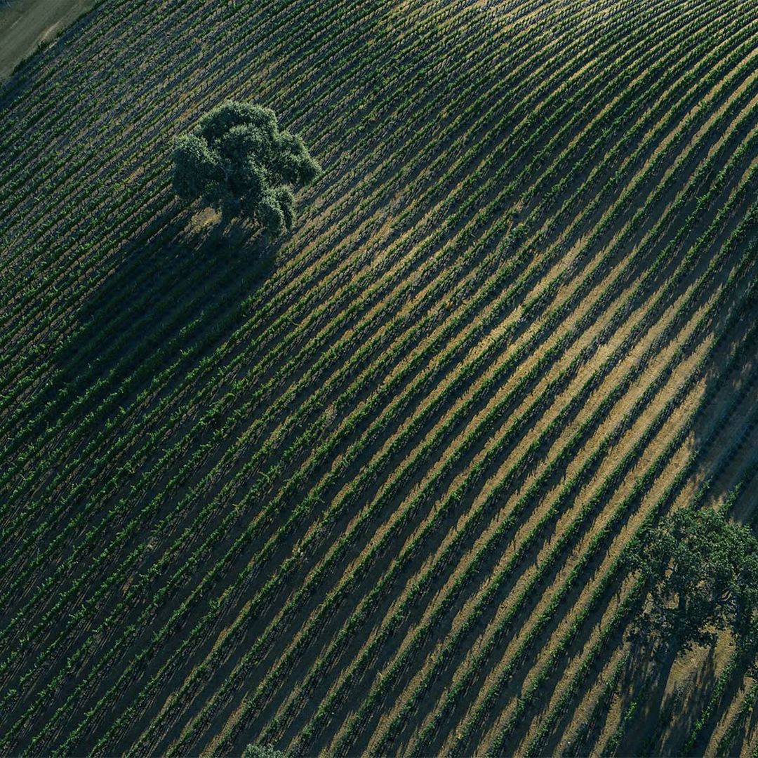 Aerial view of a vineyard with rows of grape vines, a few trees providing shade, and a pattern of sunlight and shadows.