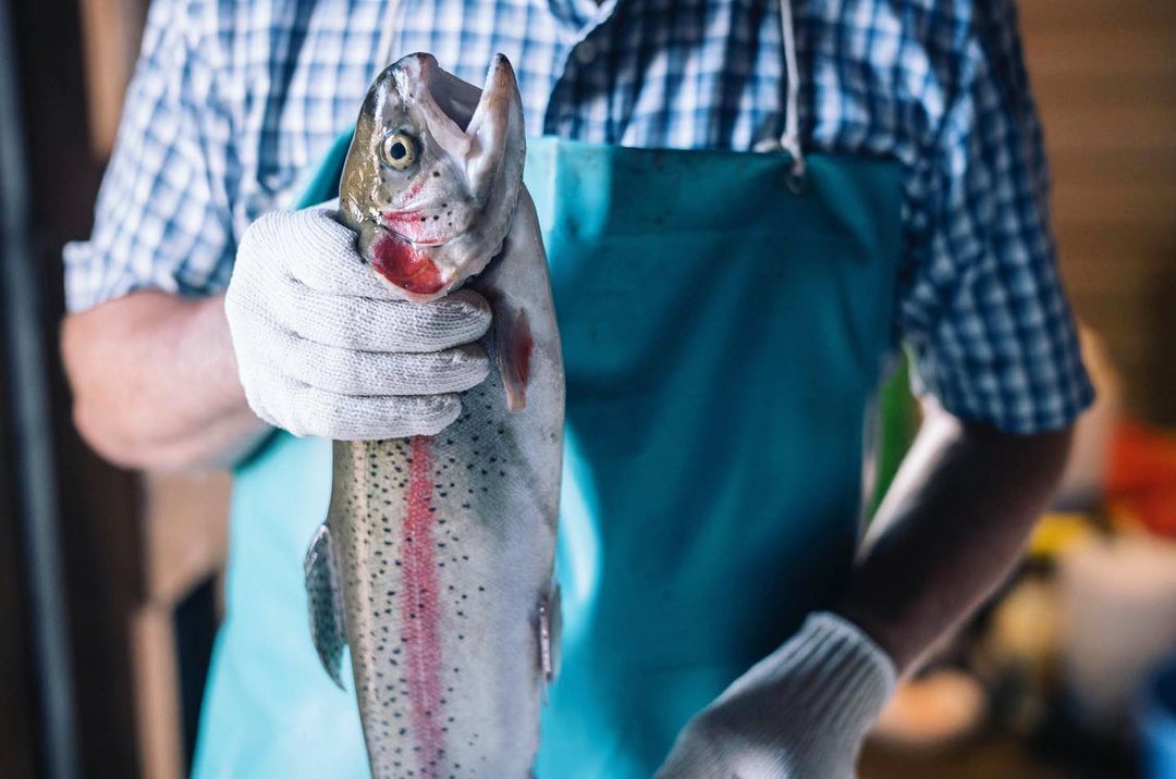 A person wearing white gloves holding a raw, whole fish, likely a trout, against a blurry background with blue and wood tones.