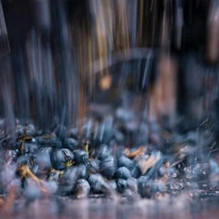 Close-up action shot of dark blue grapes being washed with falling water captured by Shaun Fenn