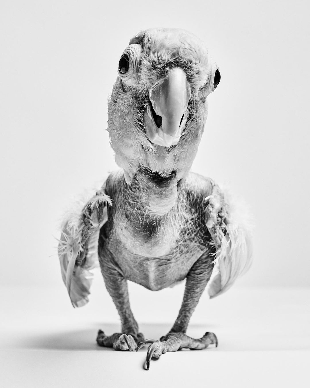 Striking black and white portrait of a young, featherless bird with a curious expression against a plain white background.
