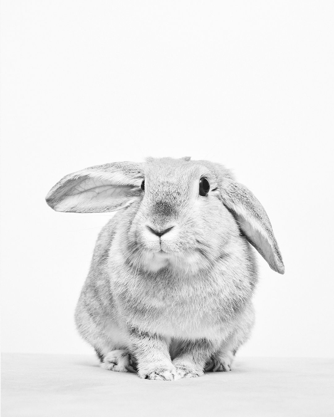 Monochrome studio portrait of a lop-eared rabbit, showcasing its fur texture and distinctive ears against a bright white background.