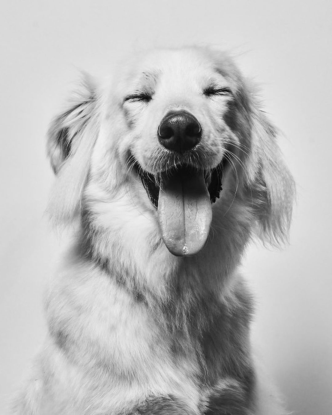 A close-up studio portrait of a smiling dog with closed eyes and its tongue sticking out, set against a bright white backdrop.