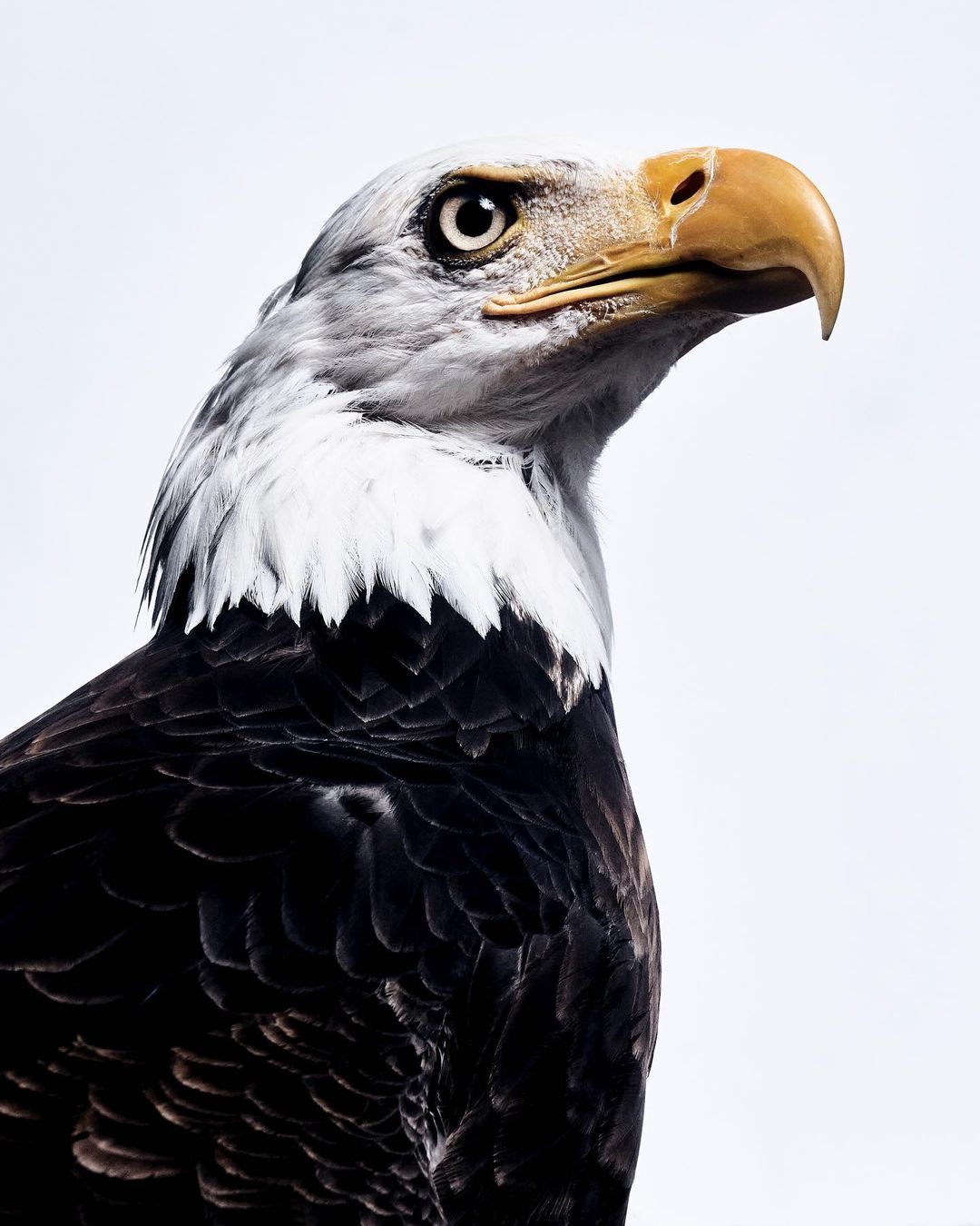 Detailed portrait of a bald eagle with striking white head feathers, a strong yellow beak, and intense gaze against a clear background.