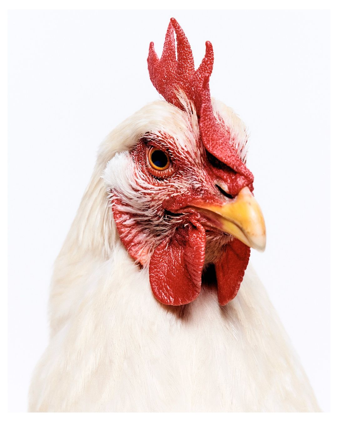 Close-up of a white chicken with a red comb and wattle against a bright white background, showcasing its vibrant colors and detailed feathers.