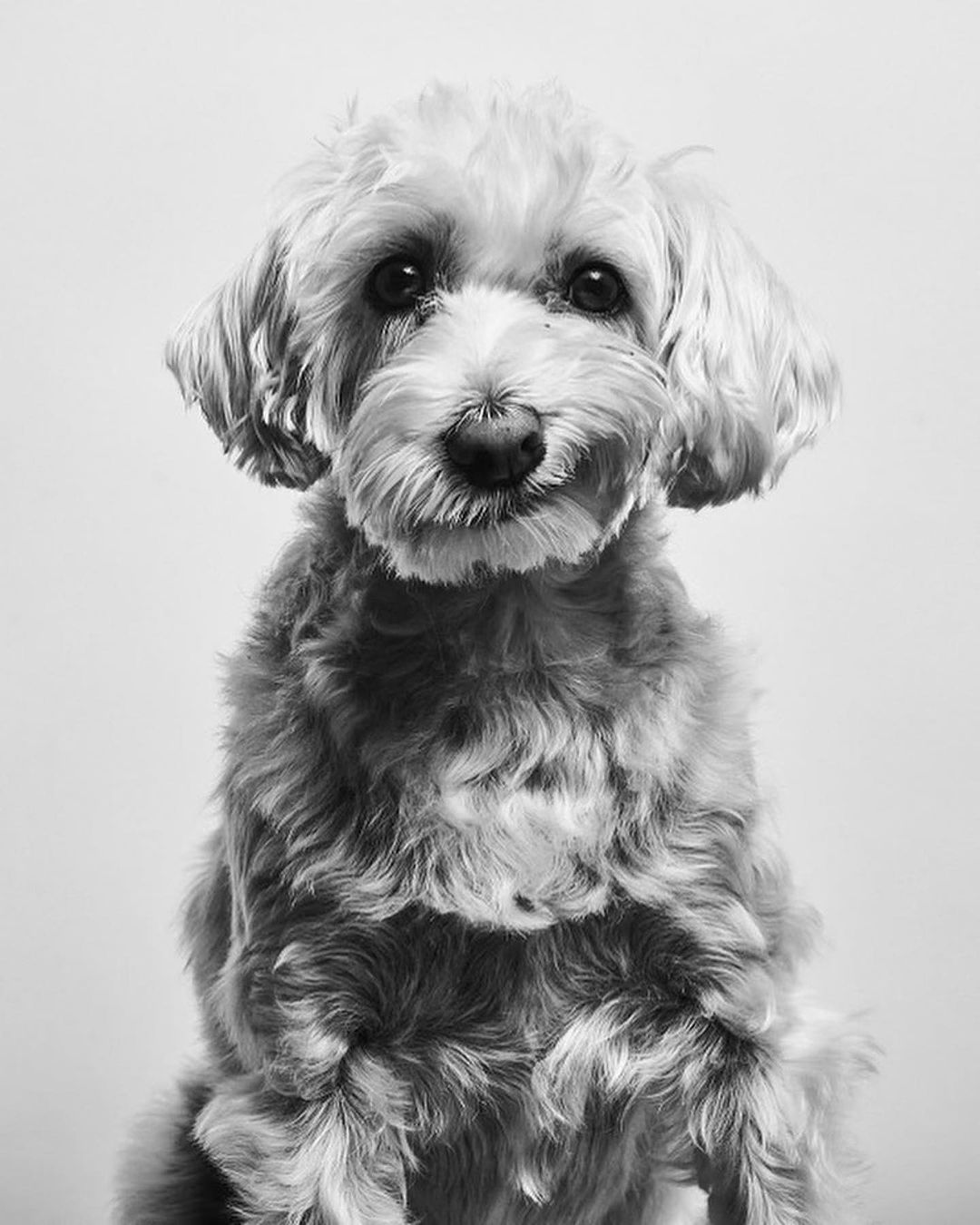 Portrait of a furry dog looking at the camera with a neutral expression against a plain background in black and white.