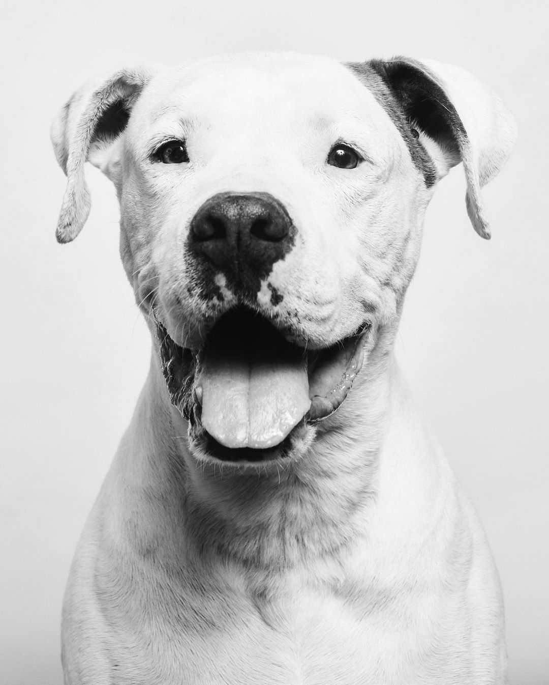 Black and white portrait of a happy American Bulldog with its mouth open and tongue visible, set against a plain white background.