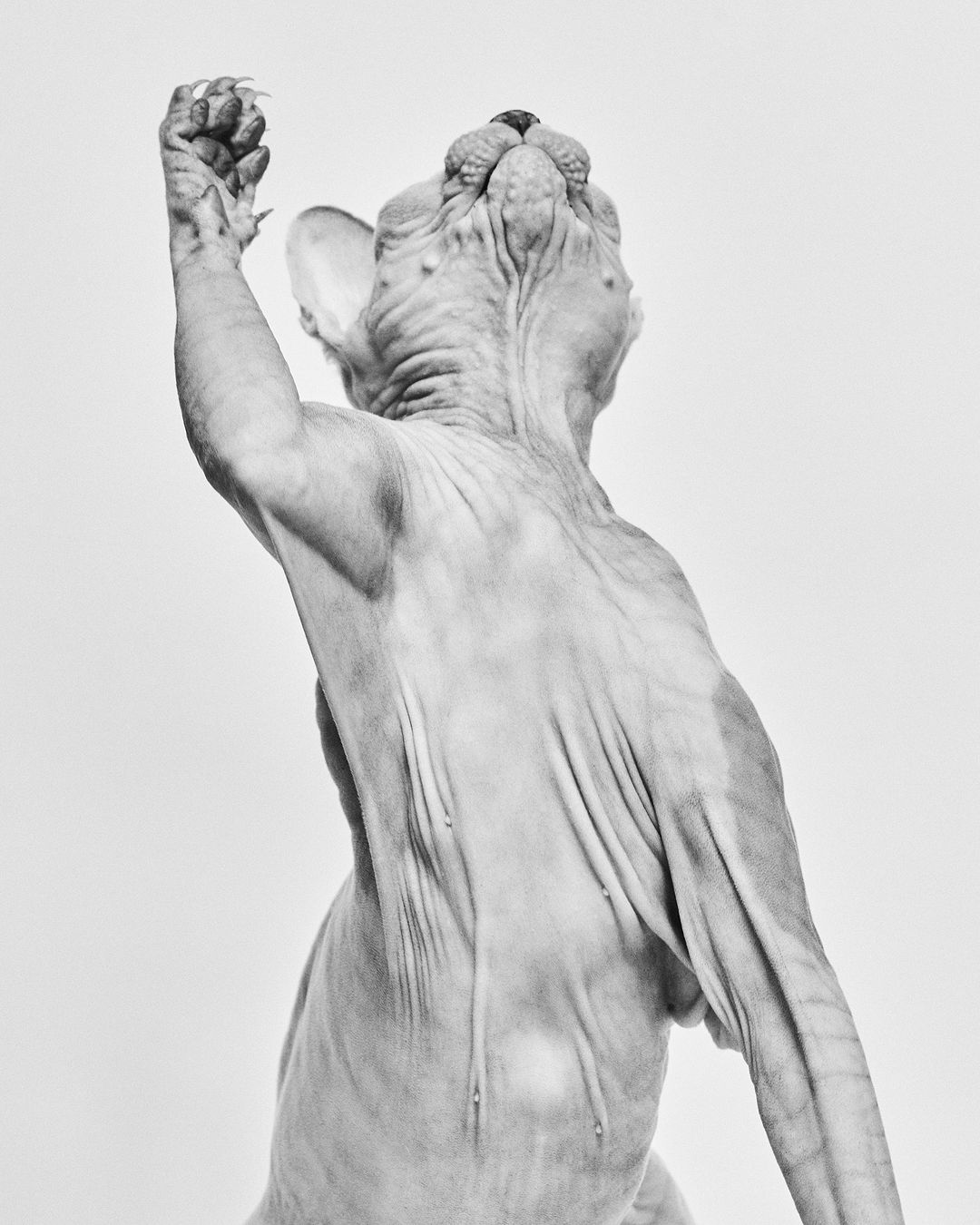 Monochrome portrait from a low angle featuring a hairless sphynx cat with an upward reach, set against a light grey backdrop.