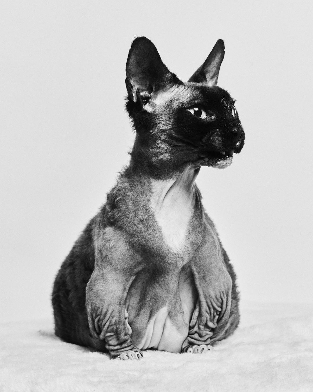 Monochrome portrait of a Cornish Rex cat with short, curly fur, seated against a plain white backdrop, showcasing its unique appearance.