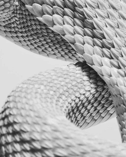 Detailed black and white macro photograph showcases the intricate overlapping scales of a snake, creating a textured reptilian pattern.