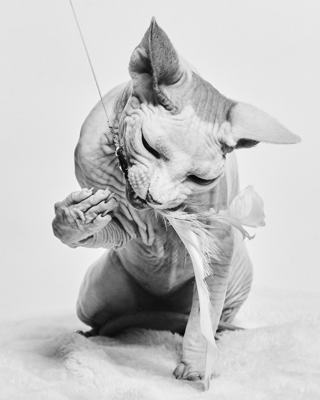 Monochrome studio portrait of a hairless Sphynx cat playing with a white feather and a string with jewelry.