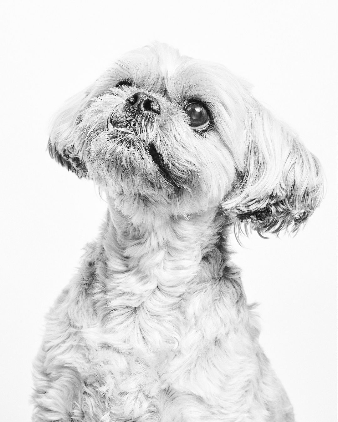 Black and white portrait of a small long haired dog, likely a Shih Tzu, looking up with its head tilted against a bright white background.