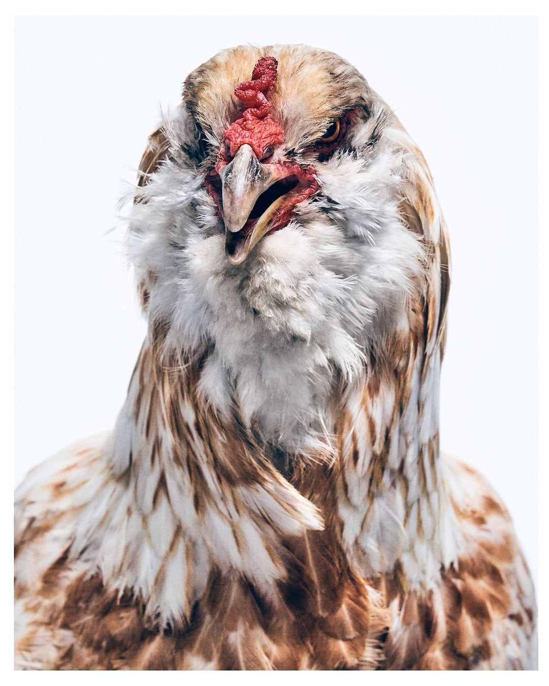 Close-up portrait of a chicken with brown and white feathers, a red comb, and a slightly open beak against a bright white background.