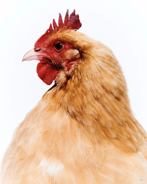 Close-up of a tan and red chicken with detailed feathers and plumage, set against a bright white backdrop, showcasing its unique features.