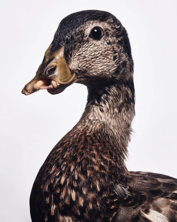 Close-up portrait of a mottled brown duck with a light-yellow bill, set against a bright white backdrop in a studio setting.