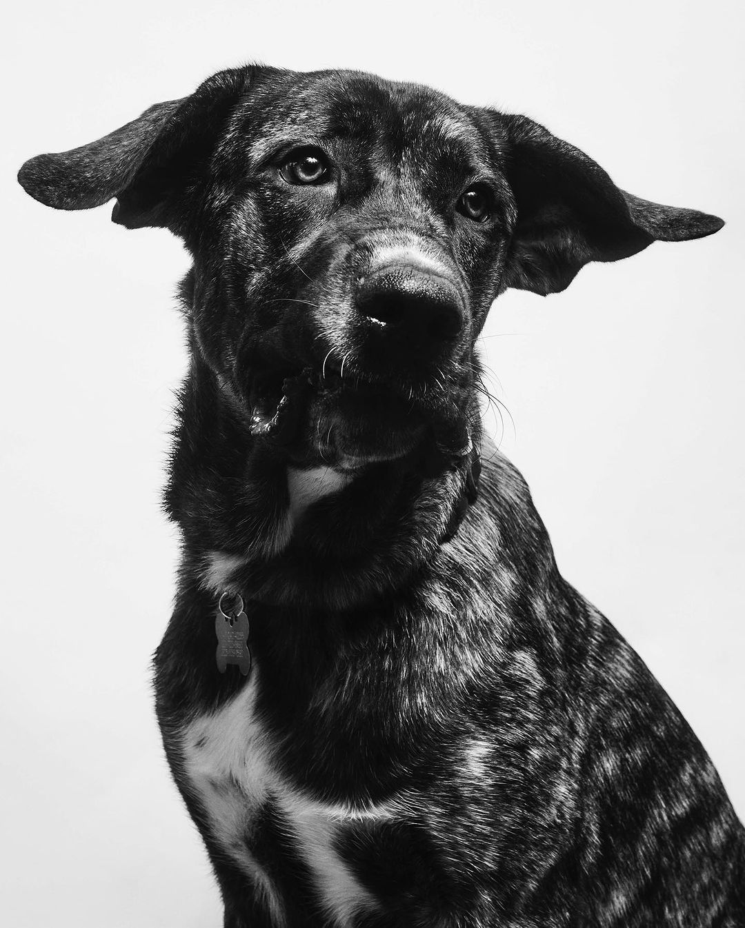 Black and white portrait of a brindled dog with floppy ears looking upwards against a white background in a studio setting.