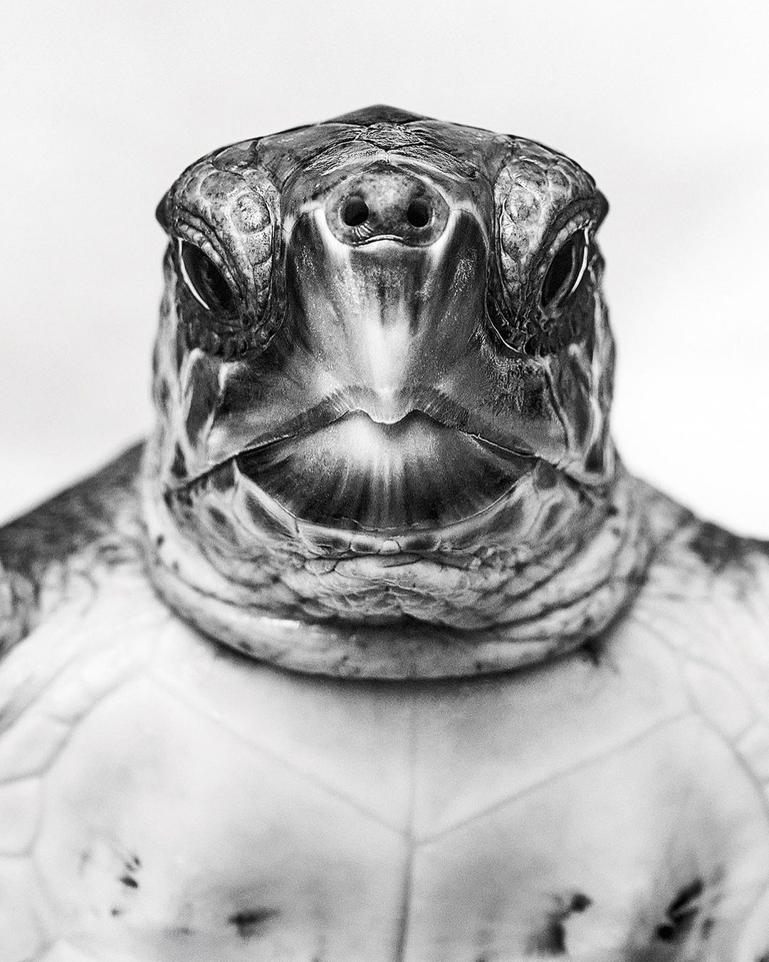 Detailed black and white close-up shot of a sea turtle's face, highlighting its textured skin and unique facial features against a bright background.