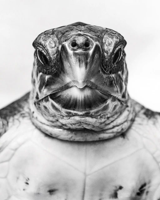 Detailed black and white close-up shot of a sea turtle's face, highlighting its textured skin and unique facial features against a bright background.