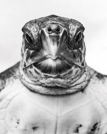 Detailed black and white close-up shot of a sea turtle's face, highlighting its textured skin and unique facial features against a bright background.