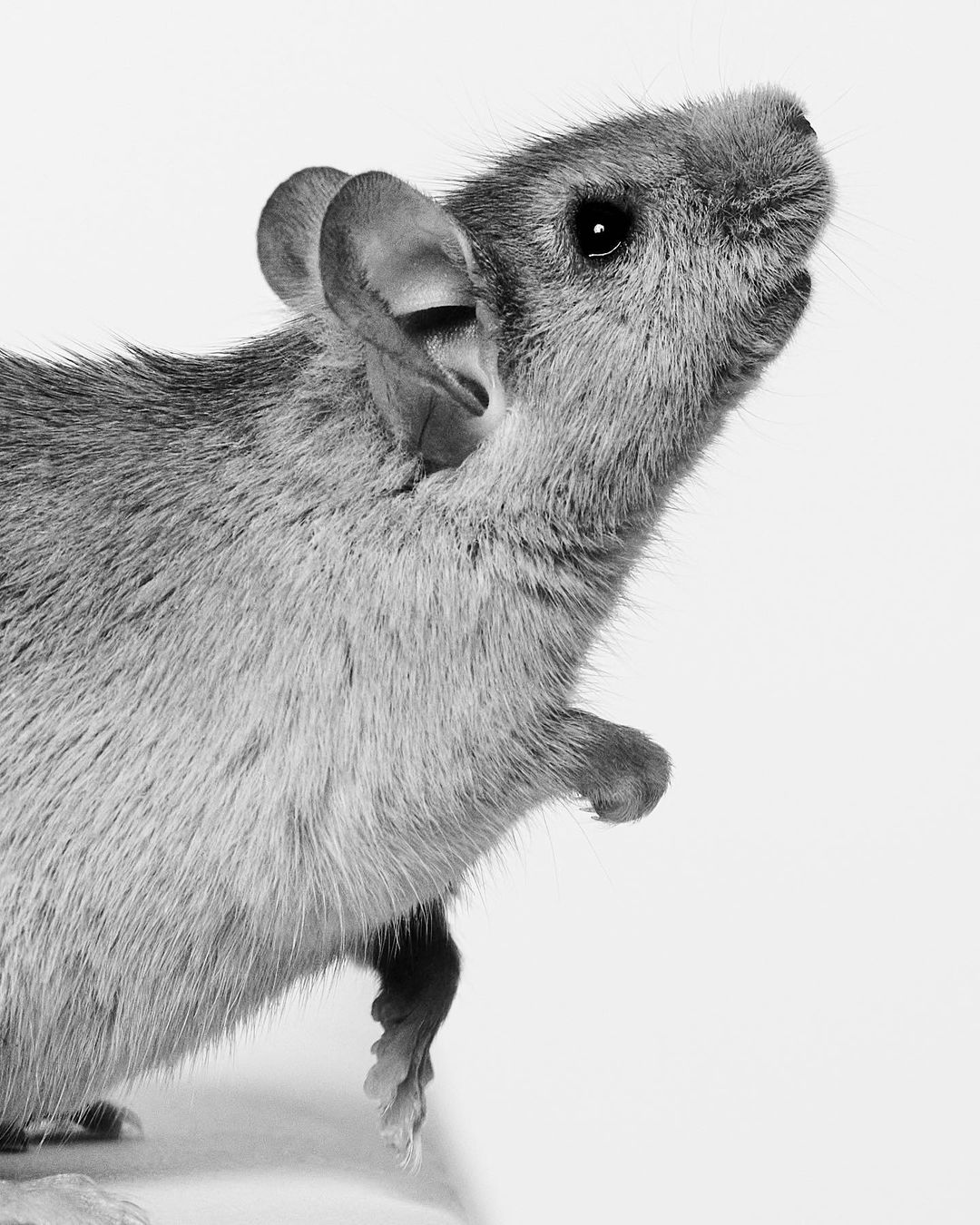 Monochrome close-up of a light brown house mouse standing against a white background, featuring soft fur and its small ears.
