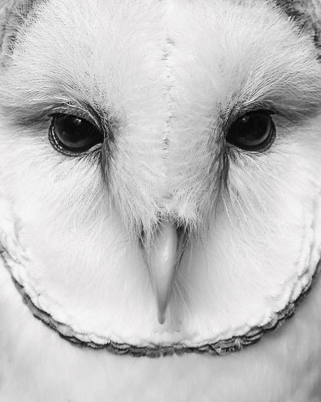 Monochromatic close-up of a barn owl's face showing its unique heart-shaped facial disc, piercing black eyes, and beak.
