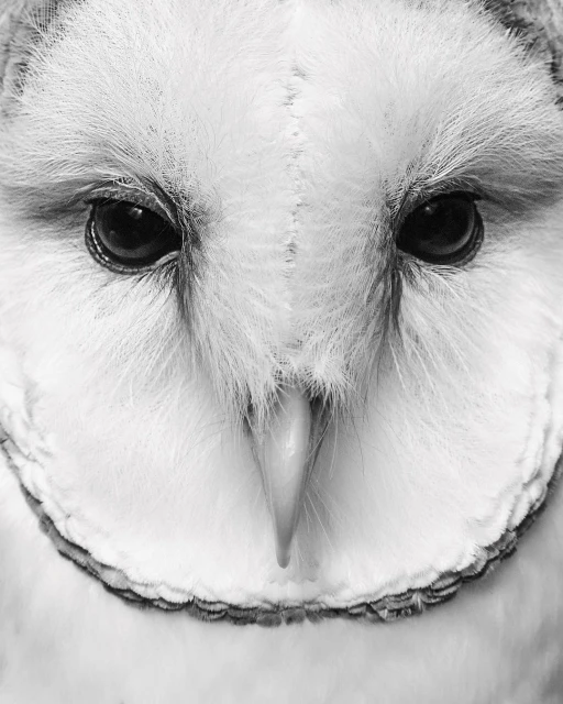 Monochromatic close-up of a barn owl's face showing its unique heart-shaped facial disc, piercing black eyes, and beak.
