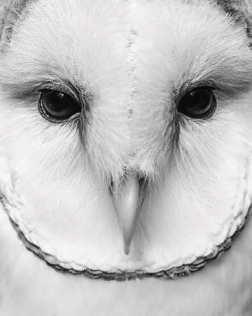 Monochromatic close-up of a barn owl's face showing its unique heart-shaped facial disc, piercing black eyes, and beak.