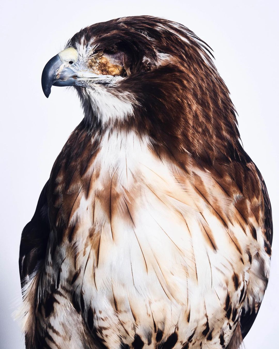 Portrait of a brown and white hawk in a studio setting. The bird's feathers are detailed, and the background is plain white.
