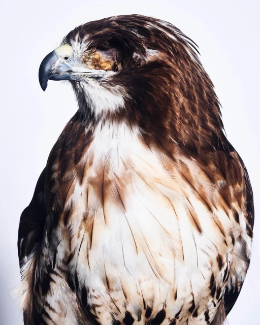 Portrait of a brown and white hawk in a studio setting. The bird's feathers are detailed, and the background is plain white.