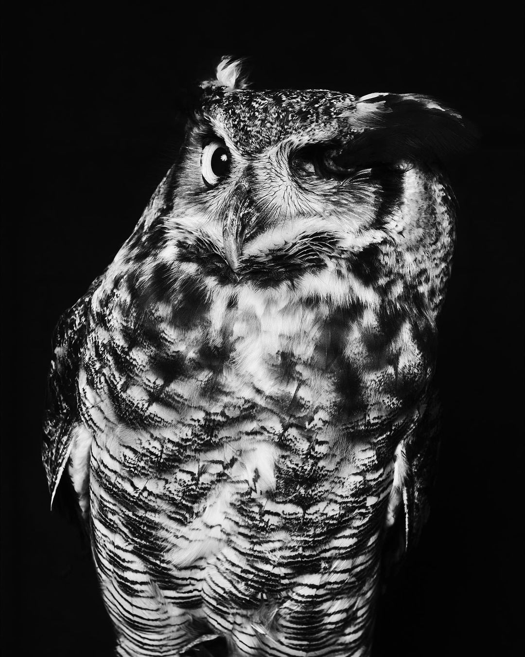 Monochrome portrait of a great horned owl with mottled feathers, staring into the camera against a dark studio backdrop.