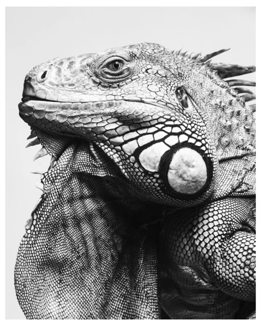 Detailed black and white portrait of an iguana, showcasing its intricate scales, head spikes, and eye detail against a bright background.